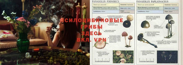 героин Алзамай